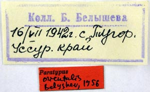 Paratype labels, color image