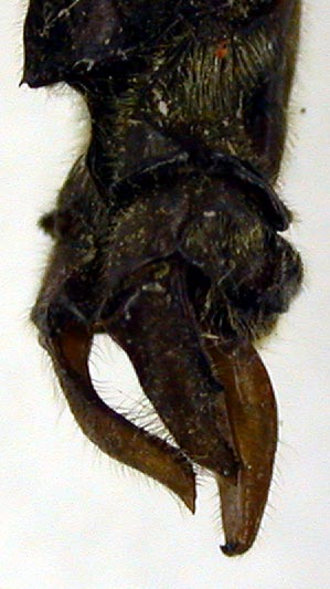 Macromia bartenevi, syntype, color image