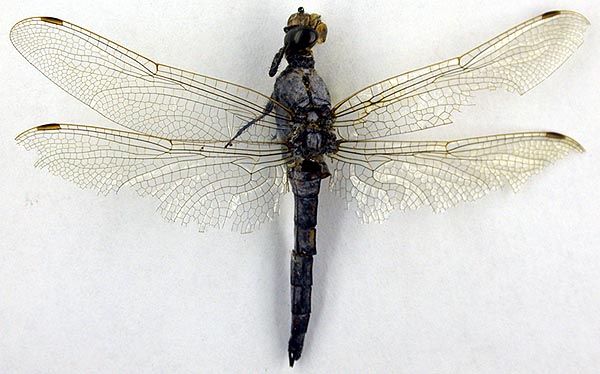 Orthetrum cancellatum orientale, lectotype, color image