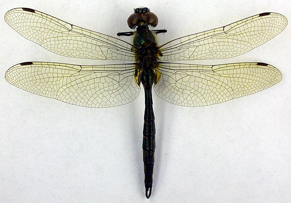 Somatochlora flavomaculata minor, paratype, color image