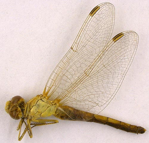 Sympetrum haritonovi, paratype, color image