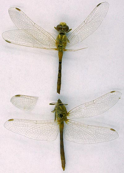 Sympetrum haritonovi, paratype, color image