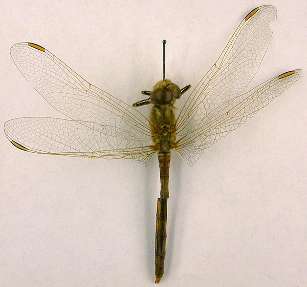 Sympetrum striolatum doshidordzii, lectotype, color image