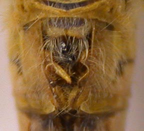 Sympetrum striolatum doshidordzii, lectotype, color image