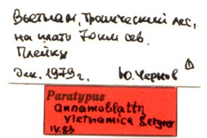 Annamoblatta vietnamica, paratype labels, color image