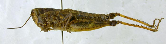 Chortippus willemsei, paratype, color image