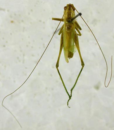 Conocephalus beybienkoi, color image