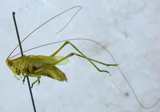 Conocephalus beybienkoi, color image