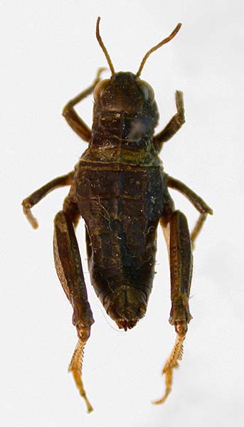 Conophyma alajensis haidarkenicum, paratype, color image