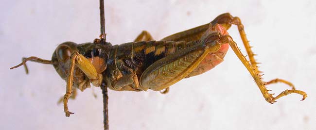 Conophyma boldyrevi ambiguum, paratype, color image