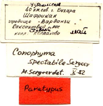 Paratype labels, color image