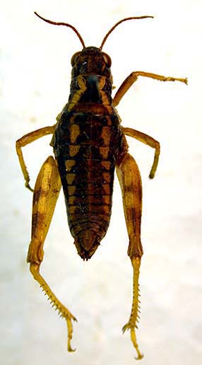 Conophyma stebaevi, paratype, color image