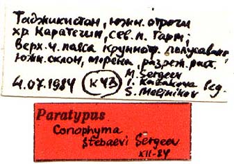 Paratype labels, color image