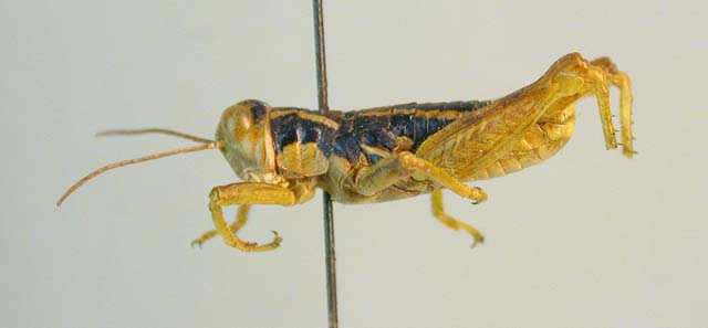 Conophyma stebaevi, paratype, color image