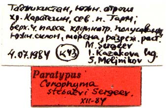 Paratype labels, color image