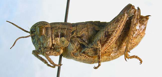 Conophyma uvarovi occidentale, paratype, color image