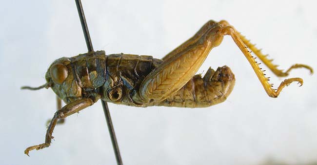 Conophyma uvarovi occidentale, paratype, color image