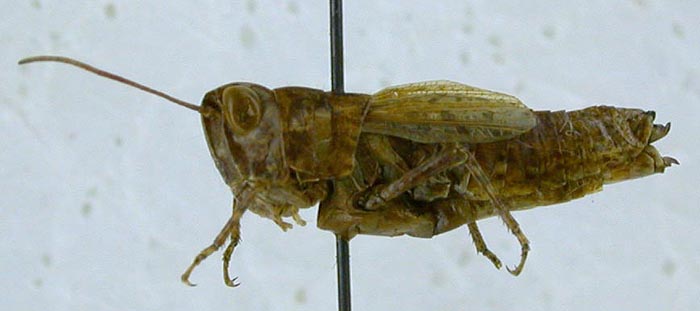 Eremippus sobolevi, paratype, color image