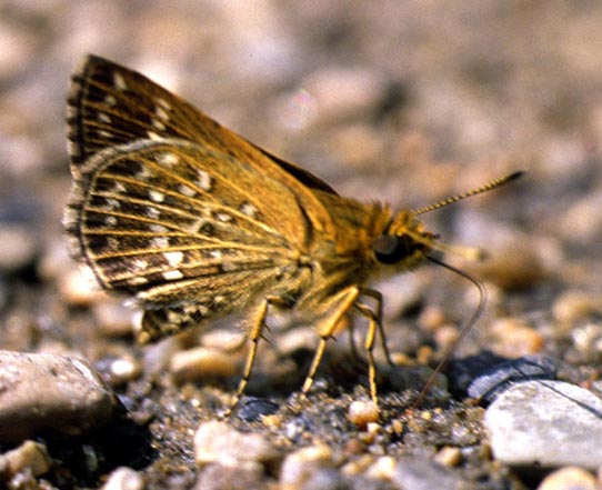 Aeromachus inachus in nature, color image