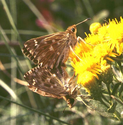 Carcharodus alceae in nature, color image