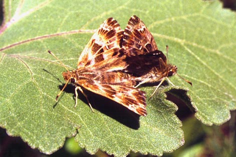 Carcharodus alceae in nature, color image