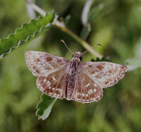 Erynnis popoviana in nature, color image