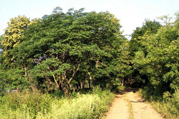 Habitat of Lobocla bifasciata, color image