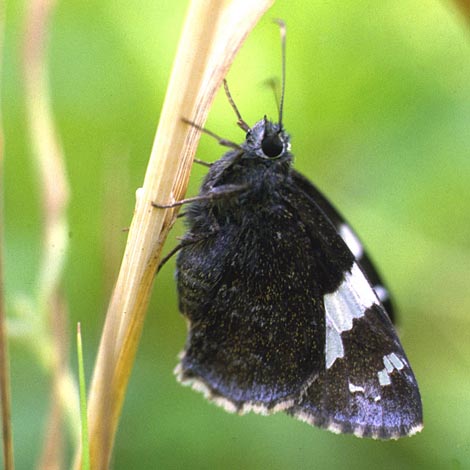 Lobocla bifasciata in nature, color image