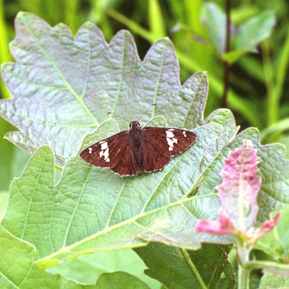 Lobocla bifasciata on nature, color image