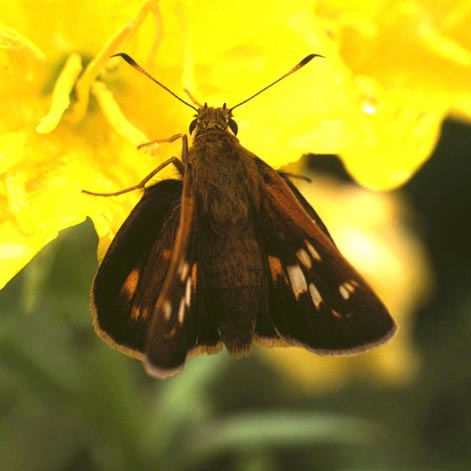 Ochlodes subhyalina in nature, color image