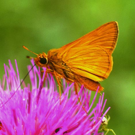 Ochlodes venatus s.str. in nature, color image