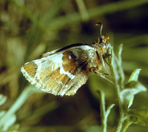 Pyrgus maculatus in nature, color image