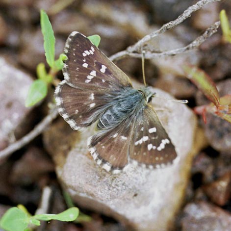 Spialia orbifer in nature, color image