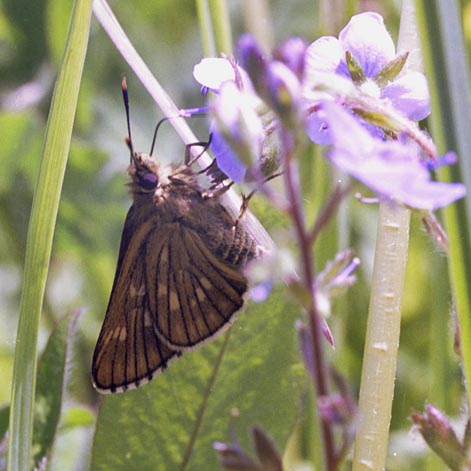 Thoressa varia in nature, color image