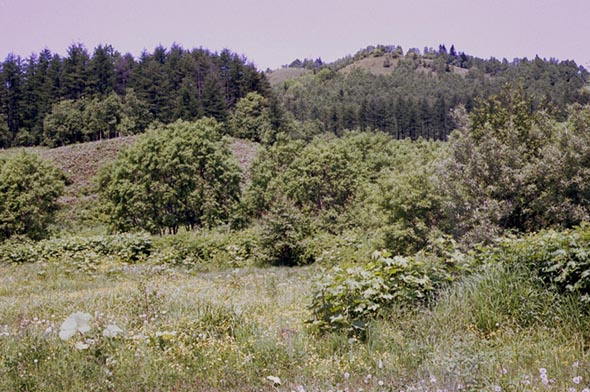 Habitat of Thoressa varia, color image