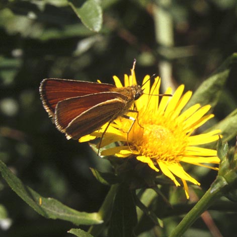 Thymelicus lineola in nature, color image