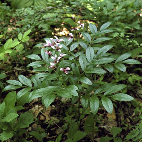 Foodplant of Achillides maackii, color image