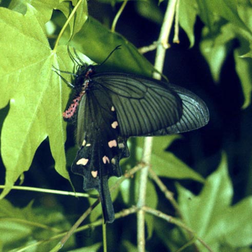 Atrophaneura alcinous in nature, color image