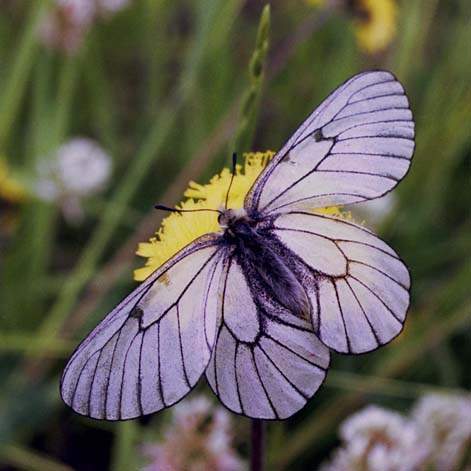 Parnassius hoenei in nature, color image