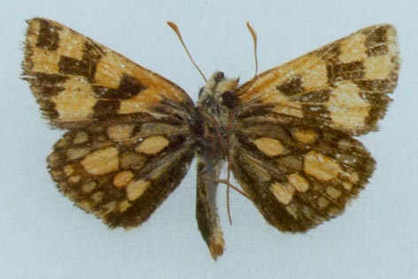 Carterocephalus alcinus, color image