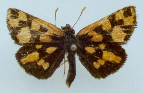 Carterocephalus alcinus, color image