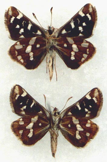 Carterocephalus dieckmanni, color image