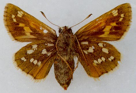 Hesperia comma lena, color image