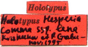 Holotype labels, color image