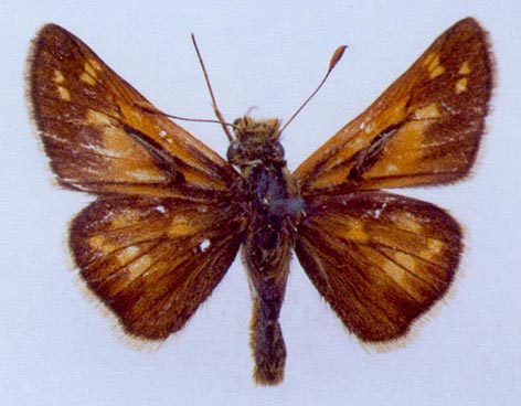 Hesperia comma lena, color image