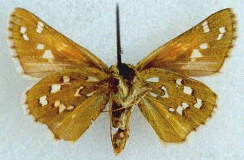 Hesperia comma planula, allotype, color image