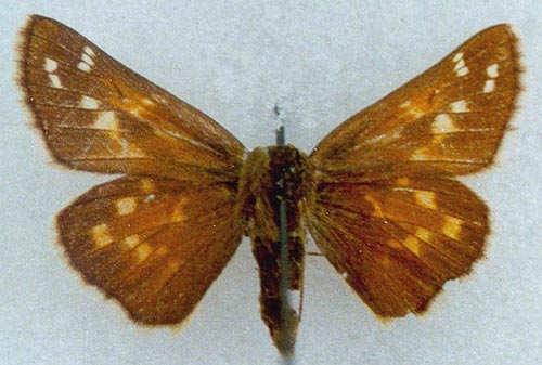 Hesperia comma planula, allotype, color image