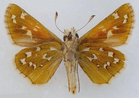 Hesperia comma planula, color image