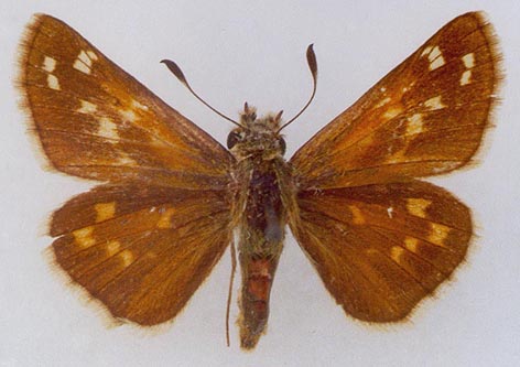 Hesperia comma planula, color image