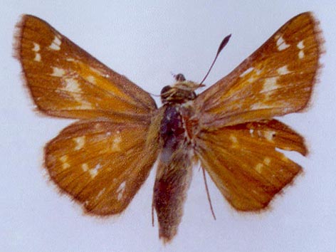 Hesperia comma planula, color image